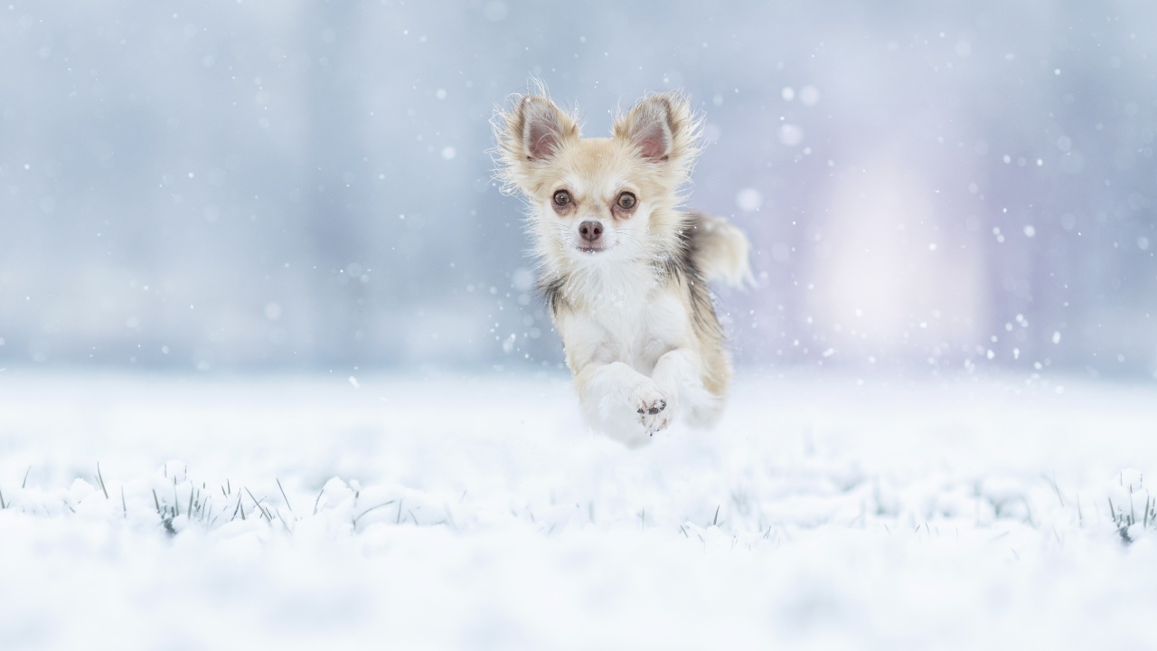 Собака породы чихуахуа бежит по заснеженной земле 