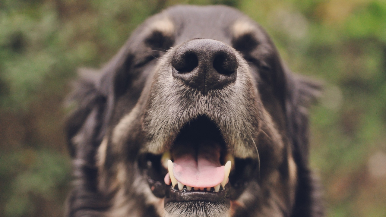 Собака с закрытыми глазами открыла пасть 