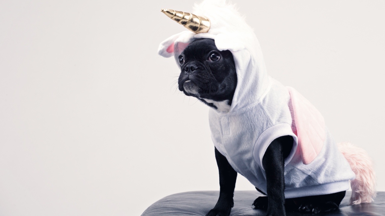 Французский бульдог в костюме единорога 