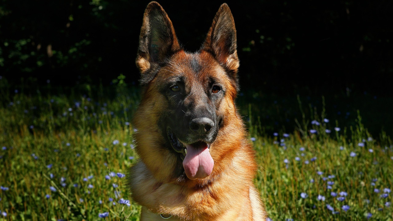 Немецкая овчарка с высунутым языком на зеленой траве