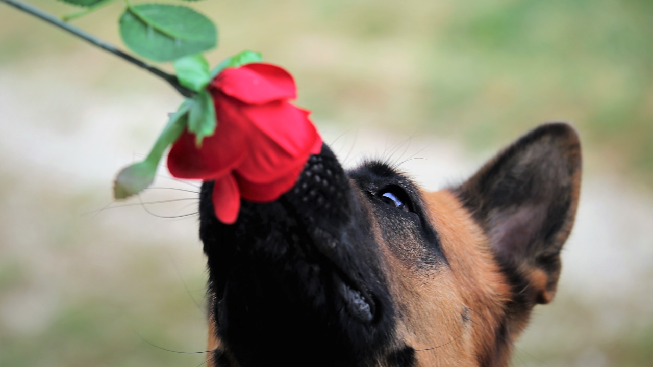 Немецкая овчарка нюхает розу 