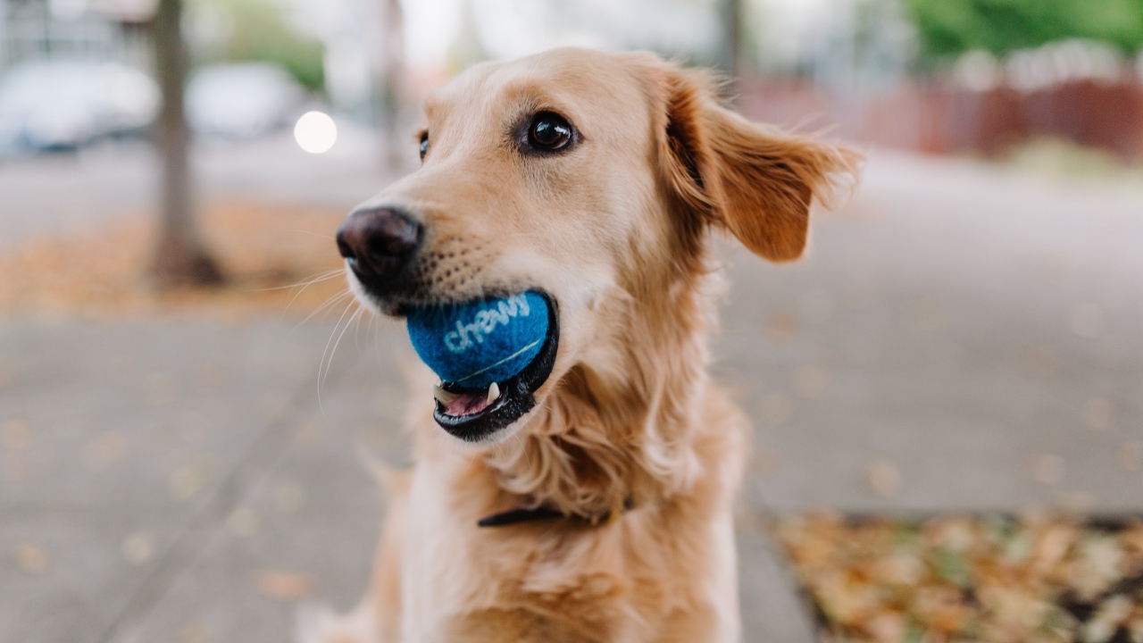 Золотистый ретривер с мячом в пасти 