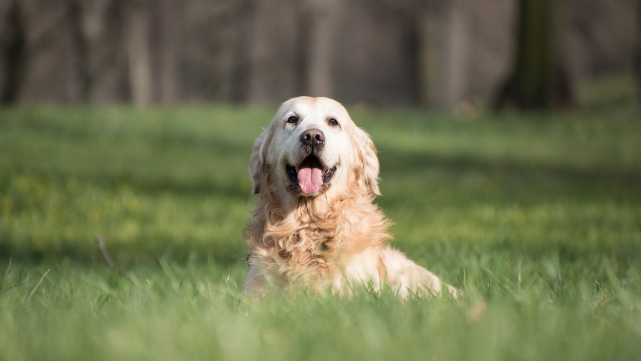 Золотистый ретривер с высунутым языком в зеленой траве