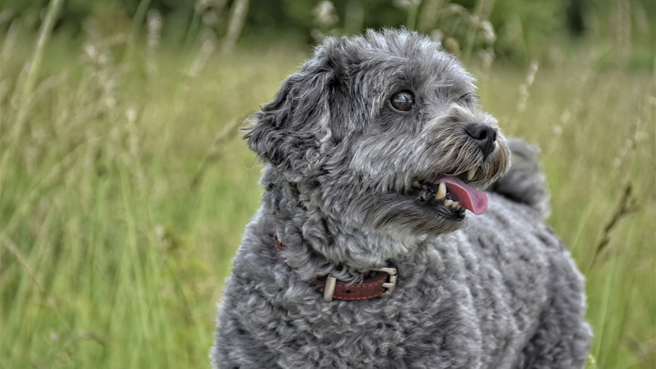 Gray little poodle with tongue hanging out in the grass