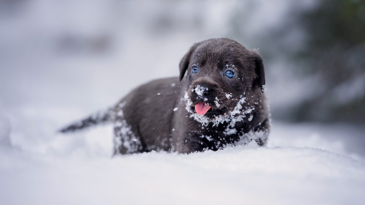 Маленький щенок лабрадора в снегу