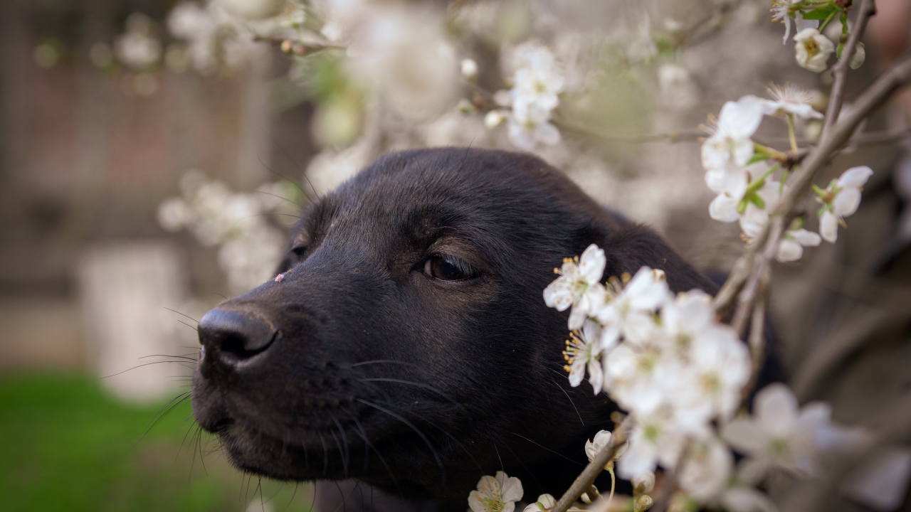 Маленький черный щенок сидит у цветущей ветки вишни 