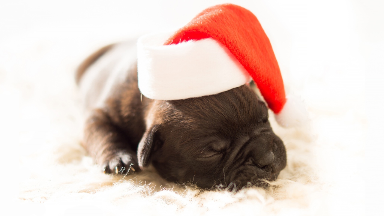 Маленький новорожденный щенок в новогодней шапке 