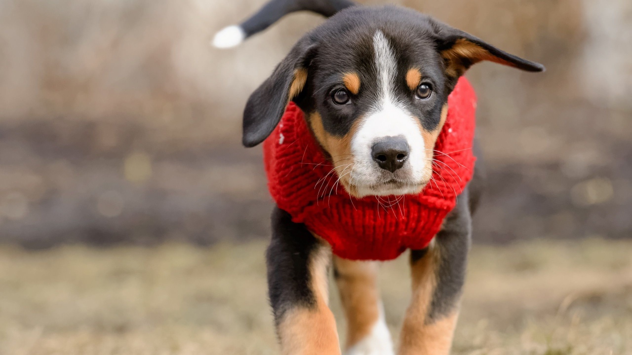 Маленький щенок в красном свитере 