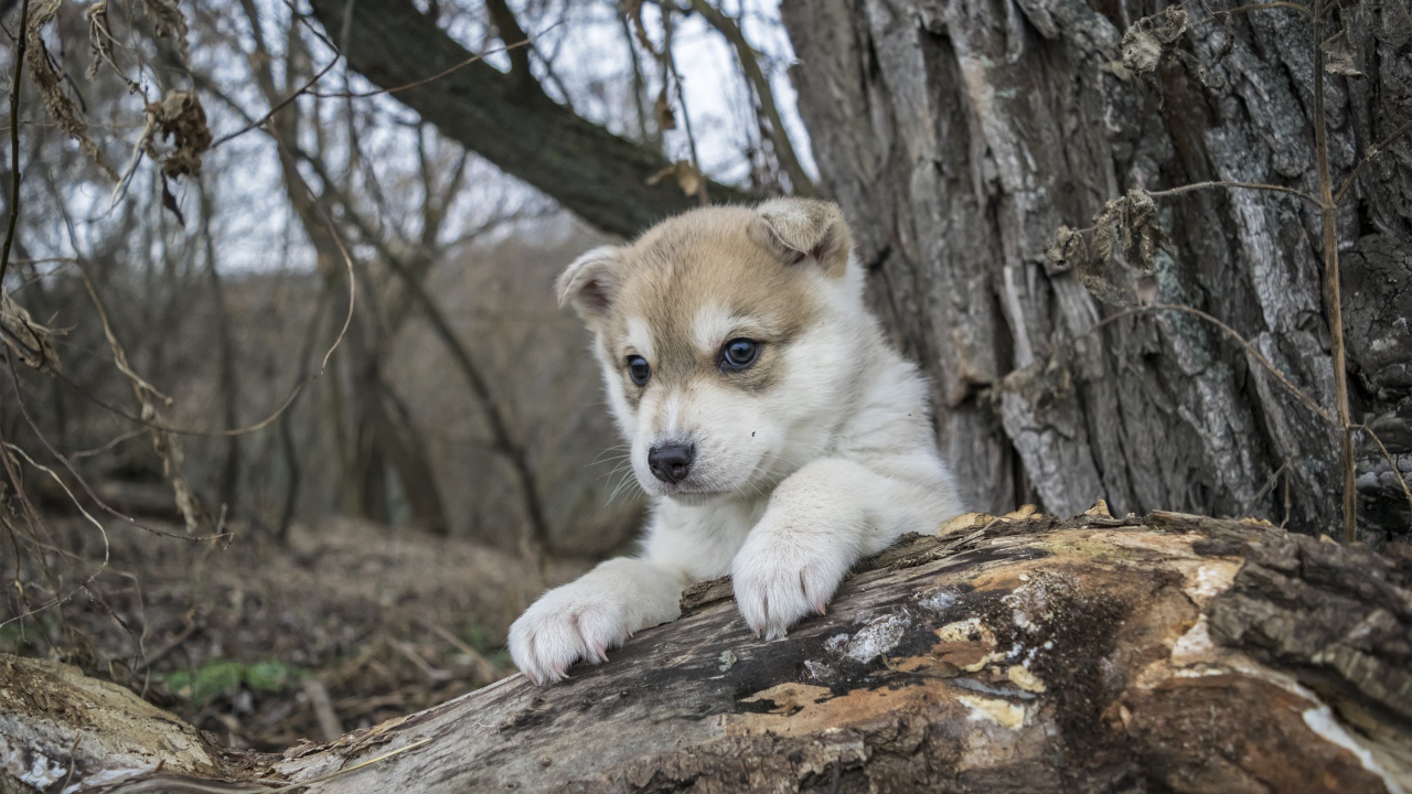 Маленький щенок сидит на сухом дереве в лесу