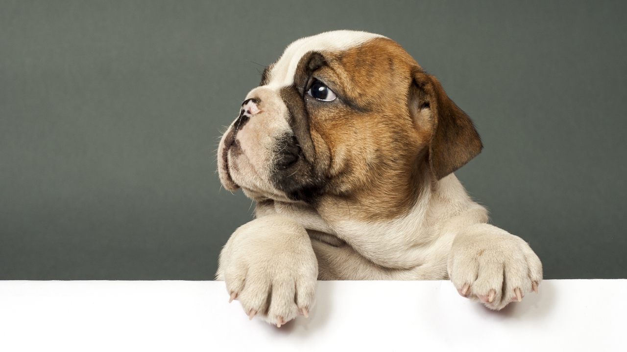 Маленький грустный щенок английского бульдога на сером фоне