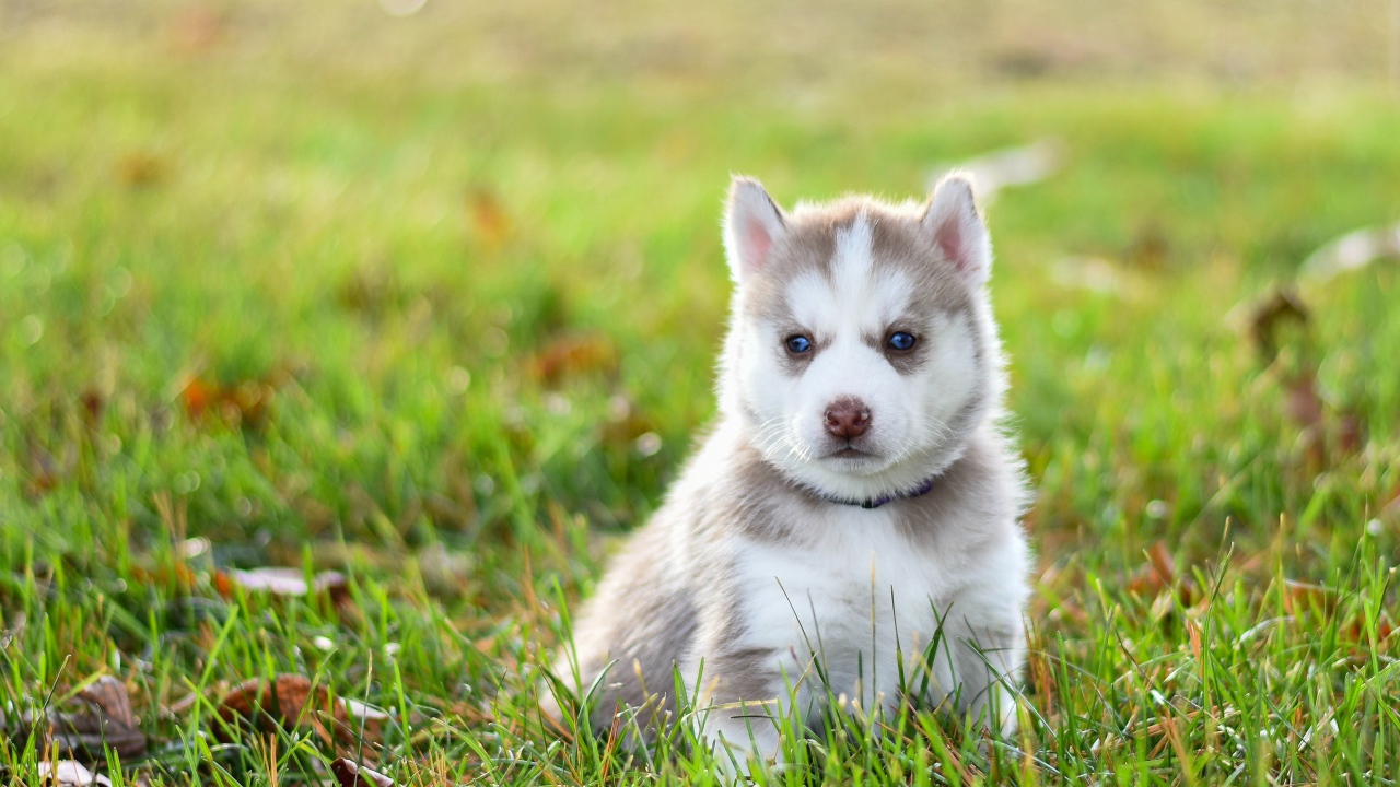 Задумчивый щенок хаски сидит на зеленой траве