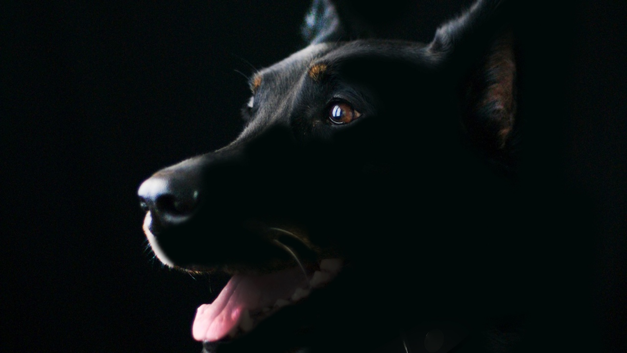 Породистая собака с высунутым языком на черном фоне