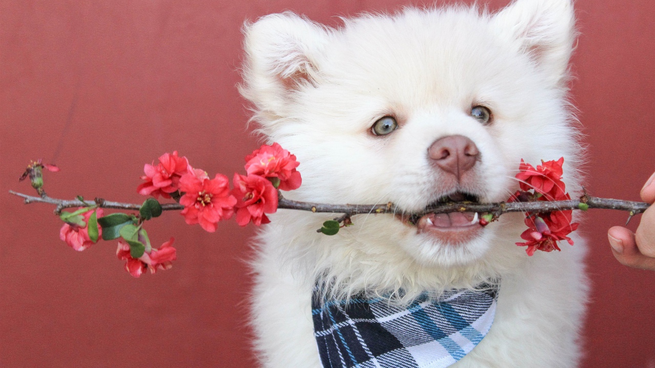 Щенок самоедской лайки с веткой в зубах 