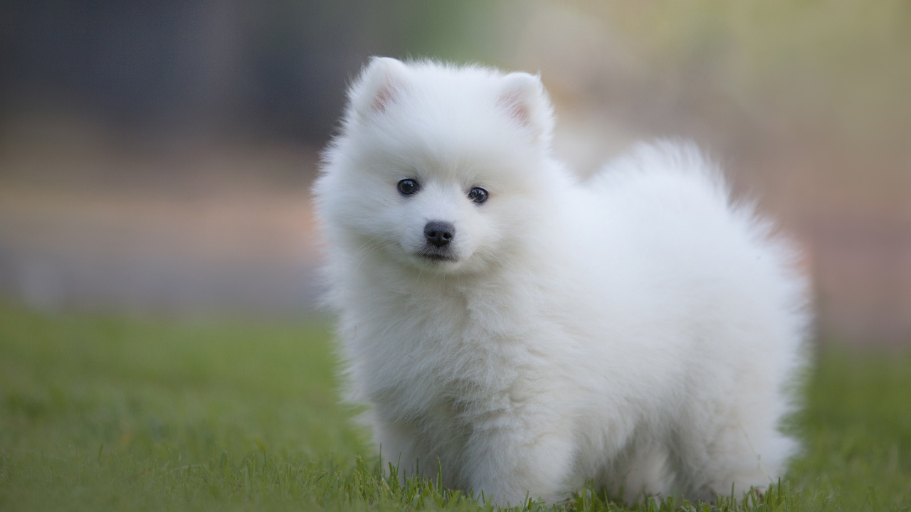 Small white fluffy Spitz puppy