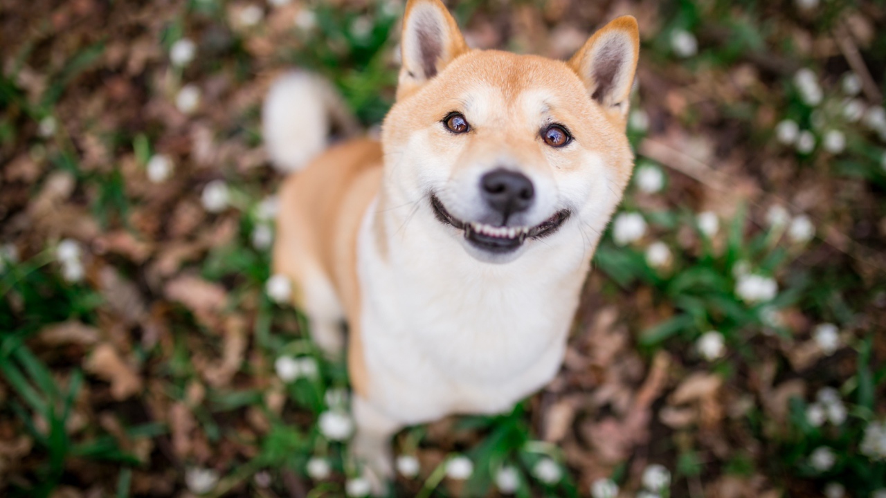 Улыбающаяся собака породы акита ину 