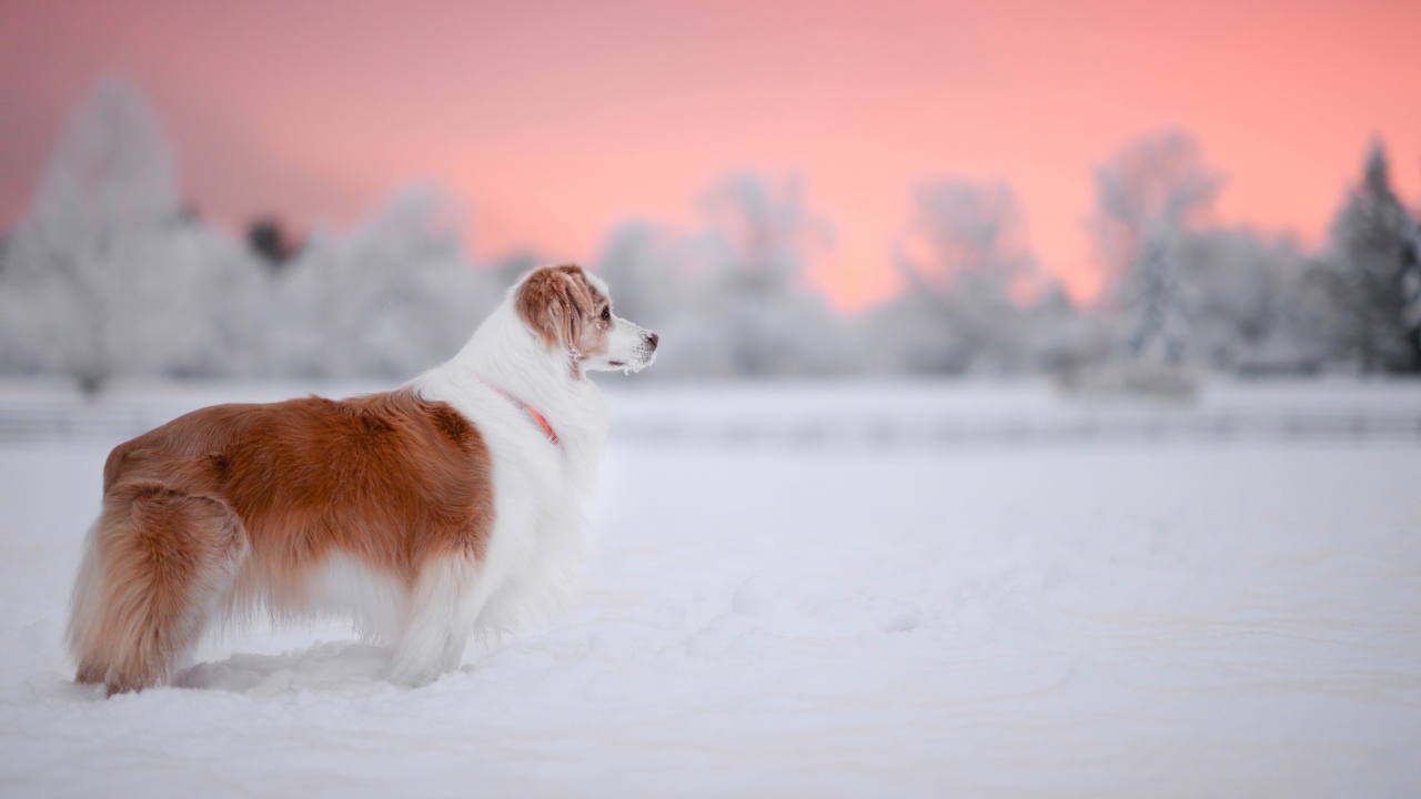 Породистый пес стоит на снегу 
