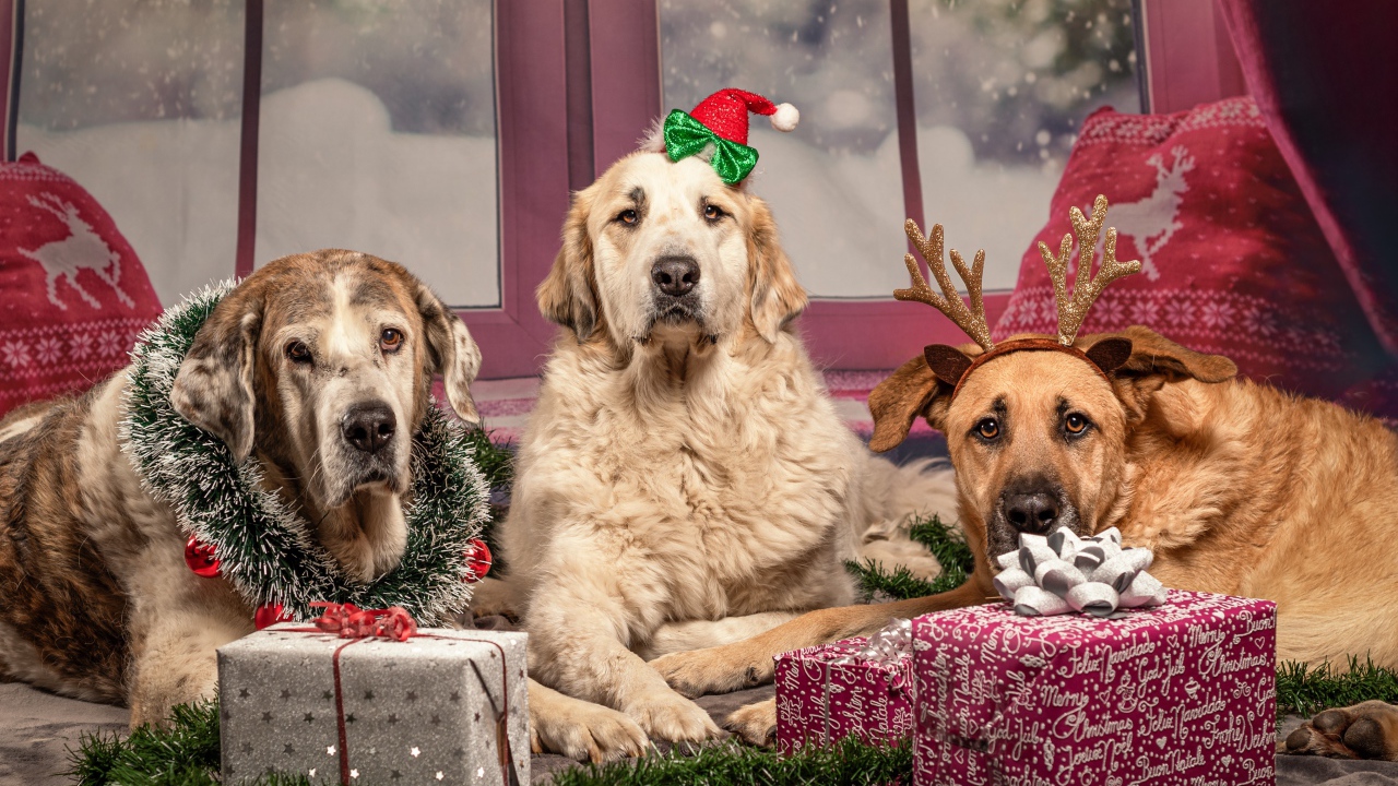 Три большие собаки с подарками на Рождество 