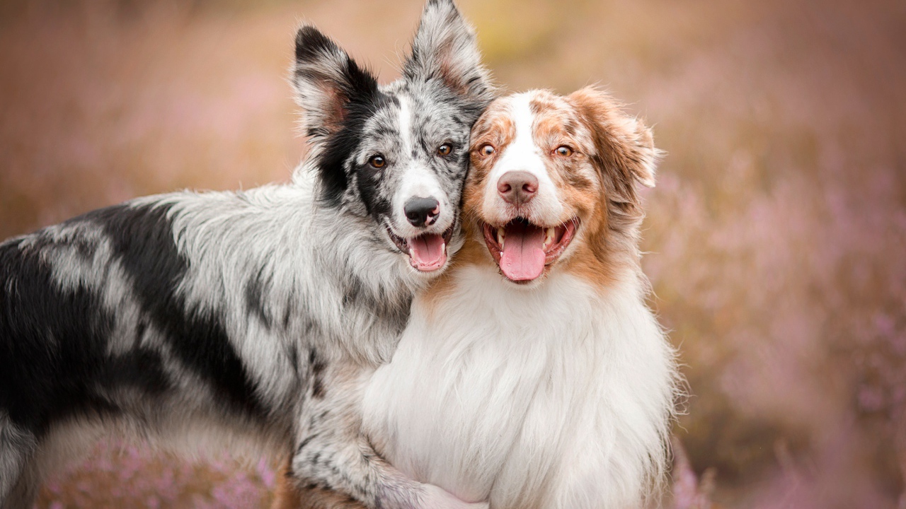 Две собаки породы австралийская овчарка с высунутым языком