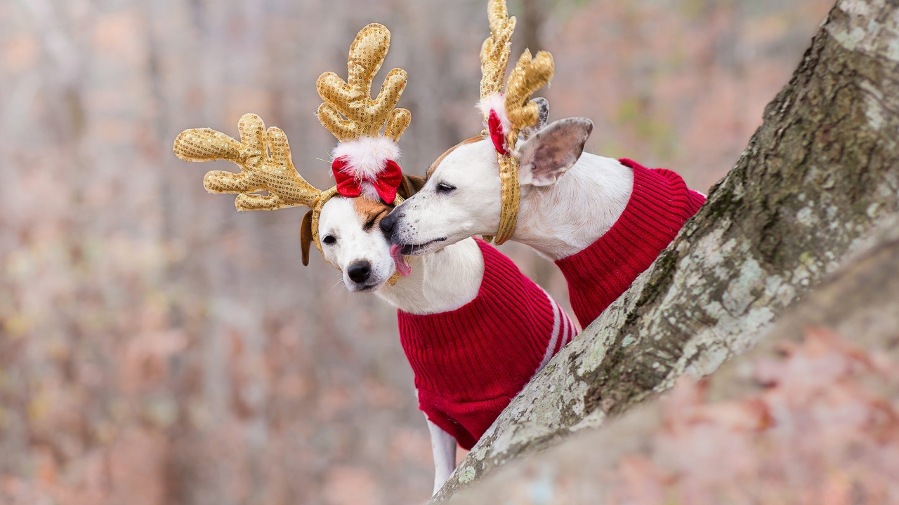 Две собаки в новогодних костюмах оленей в лесу