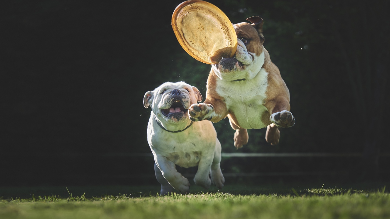 Two english bulldogs playing with a flying saucer