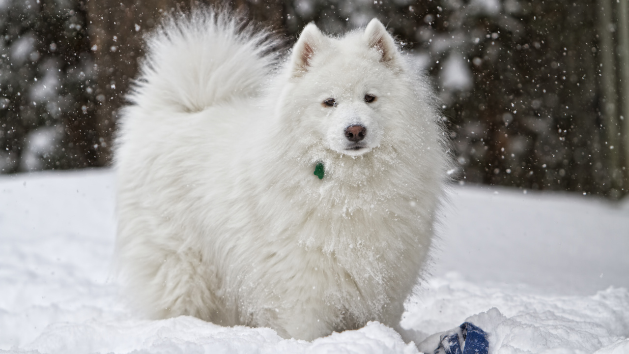 Белая самоедская собака играет на снегу