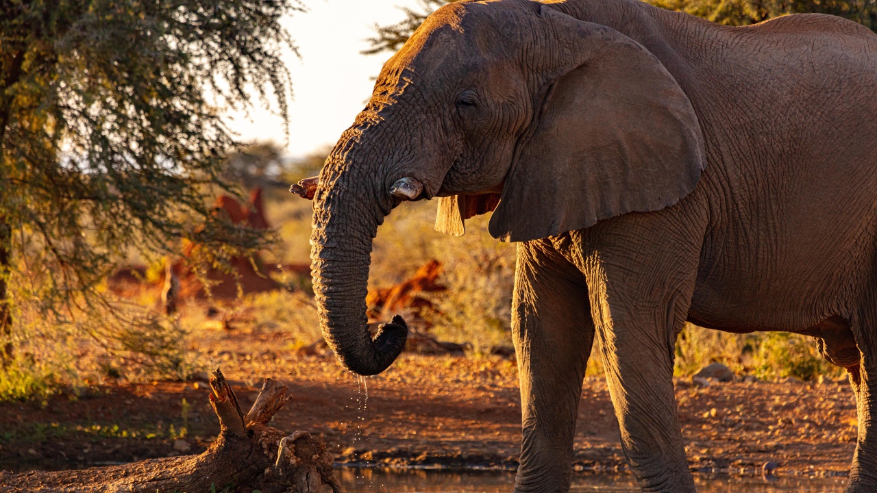 Большой серый слон пьет воду из реки
