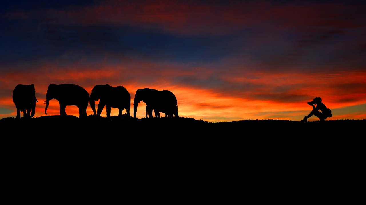 Девушка фотографирует слонов на закате