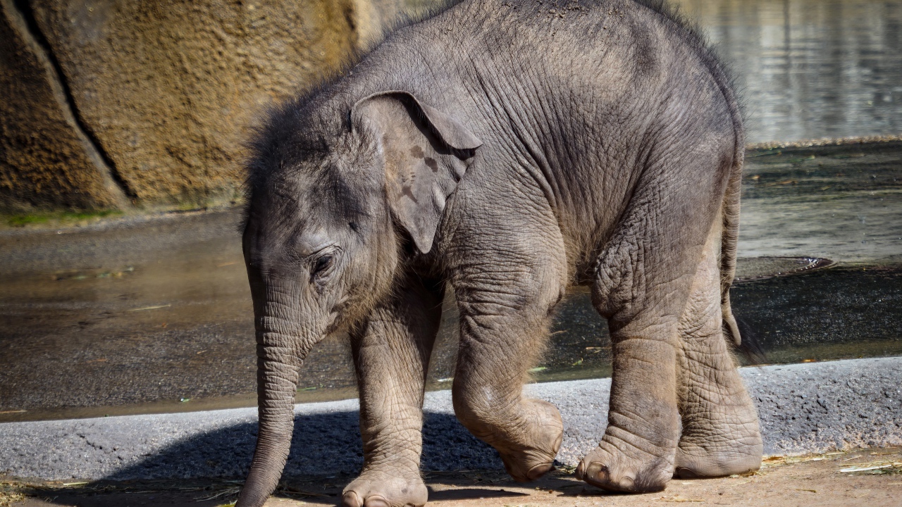 Маленький слоненок в зоопарке у воды
