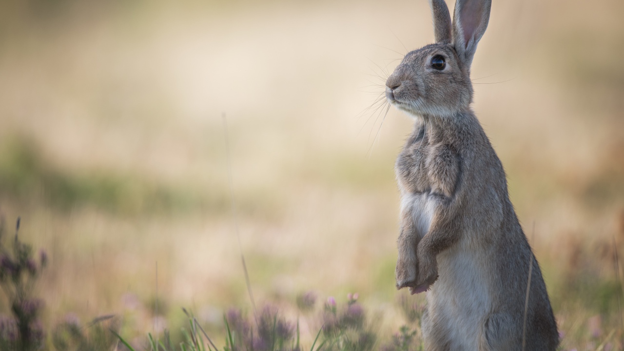 Wild forest hare stands on the grass