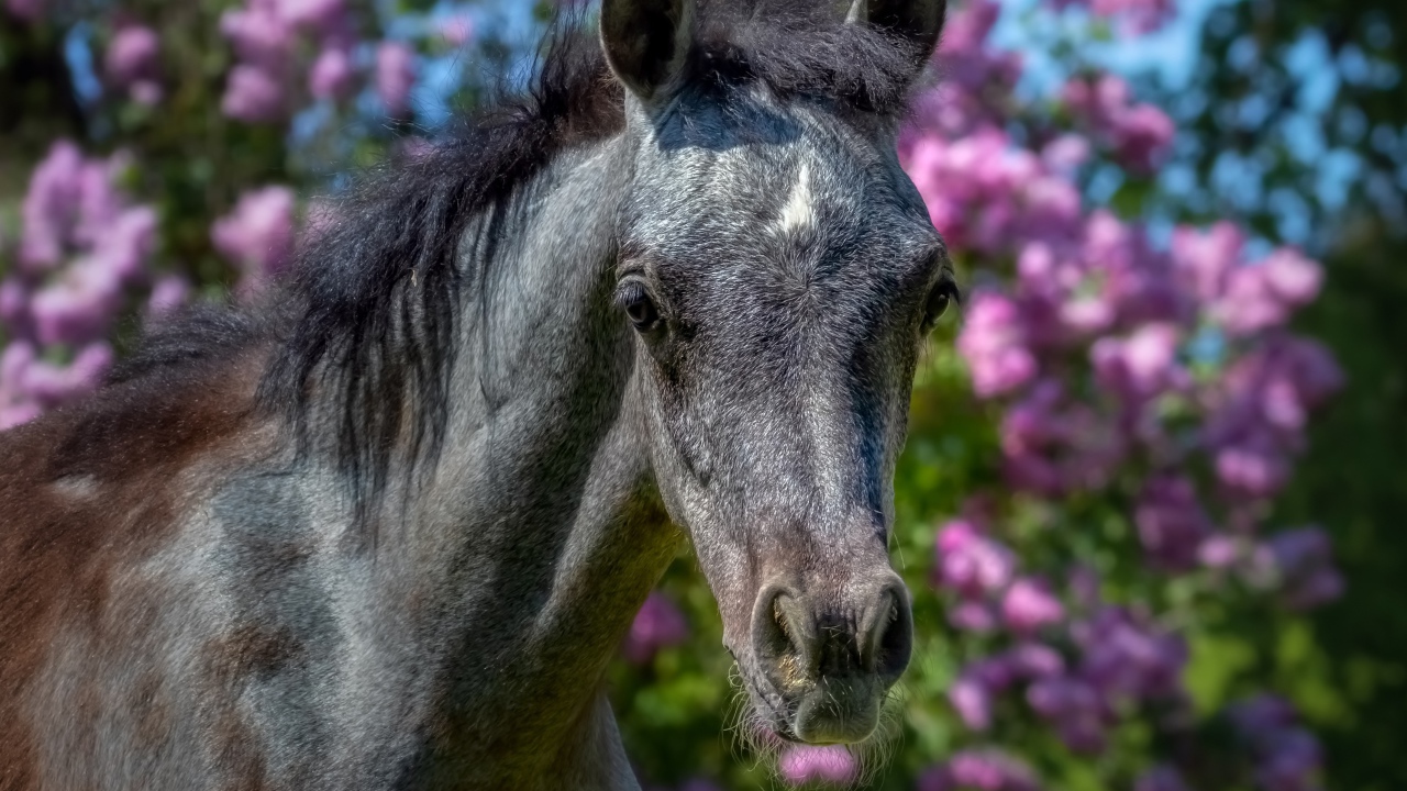 Красивая лошадь на фоне цветов крупным планом