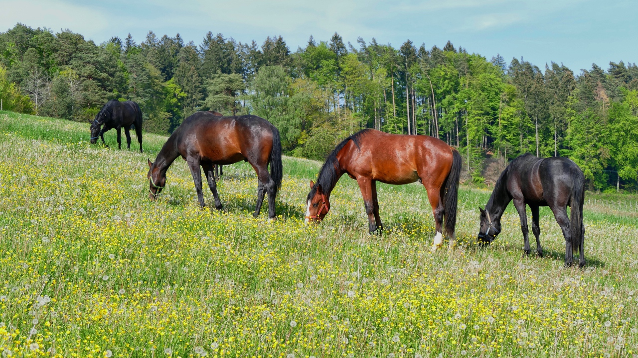 Красивые лошади пасутся по полю у леса