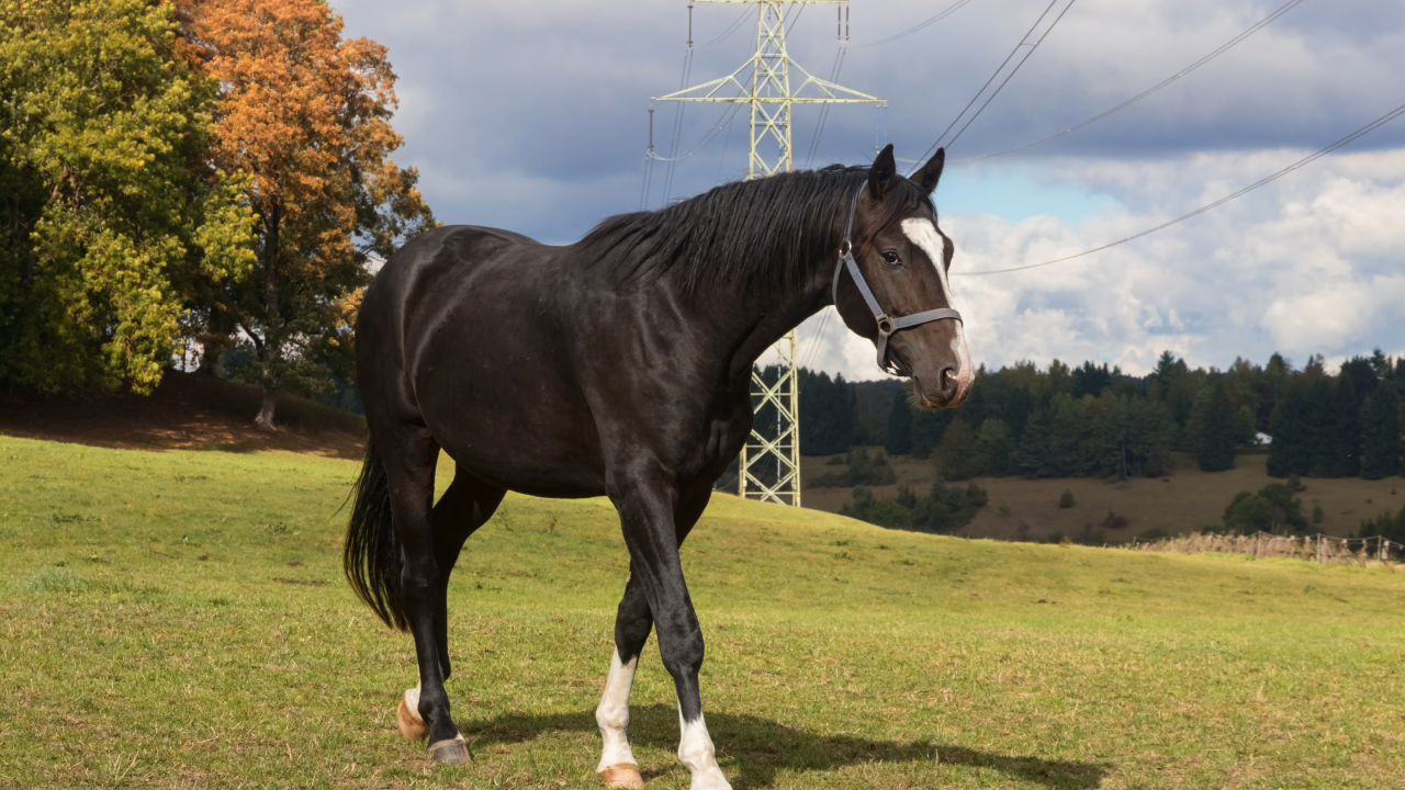 Черный конь идет по зеленой траве