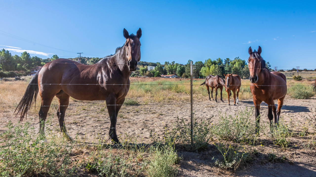 Коричневые лошади пасутся на ферме 