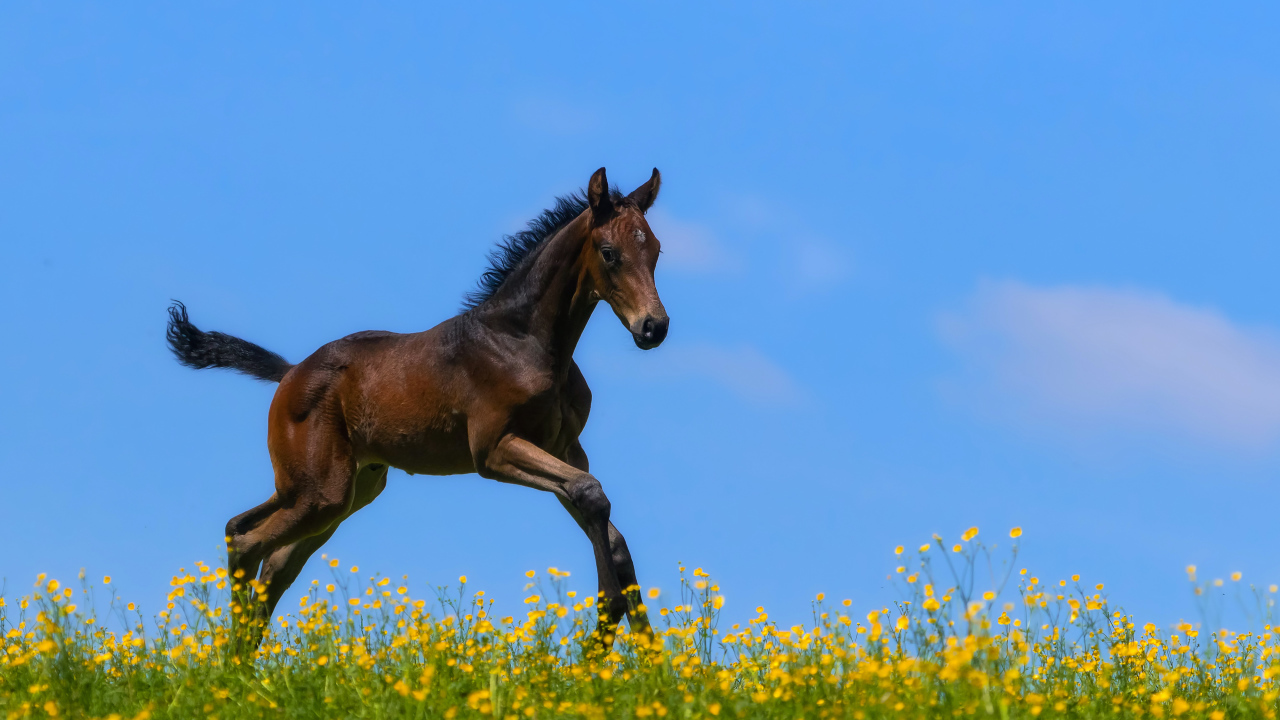 Маленький коричневый жеребенок бежит по желтым цветам на фоне голубого неба