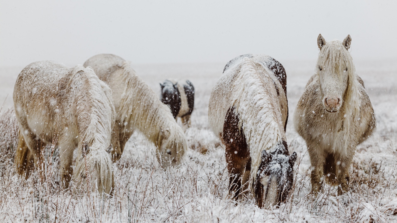 Покрытые снегом лошади с пасутся на зимнем поле