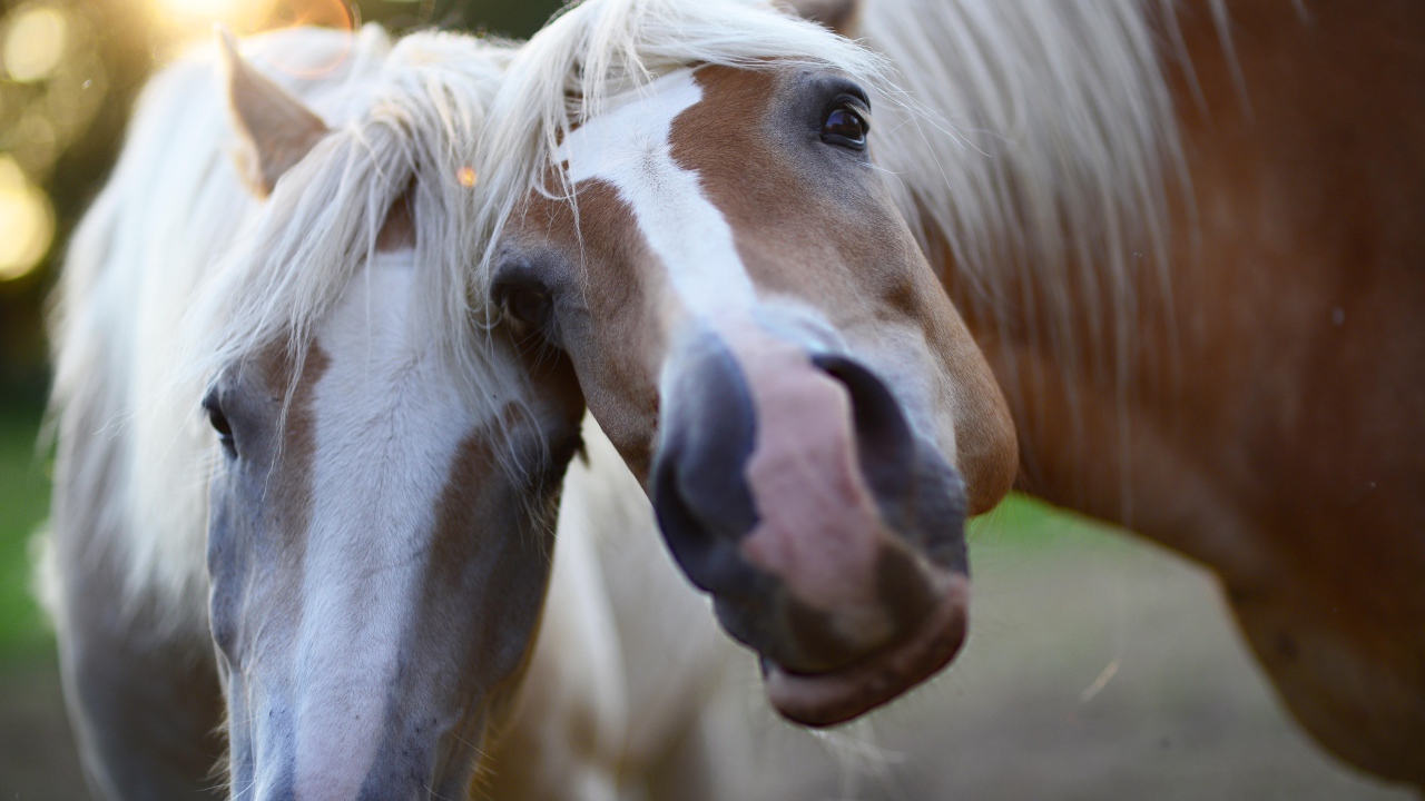 Two funny horses posing for a photo