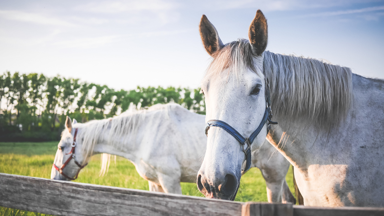Две белые лошади в лучах солнца на ферме 