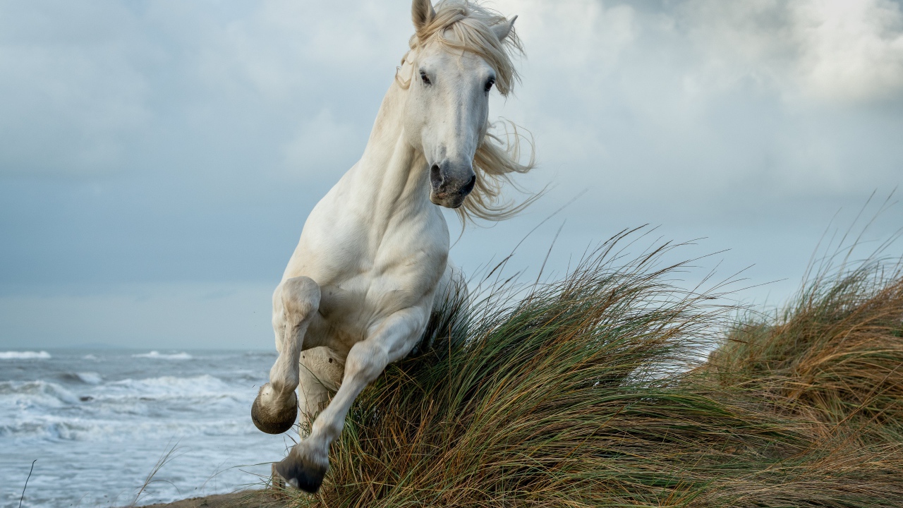 Белая лошадь скачет по высокой траве у моря