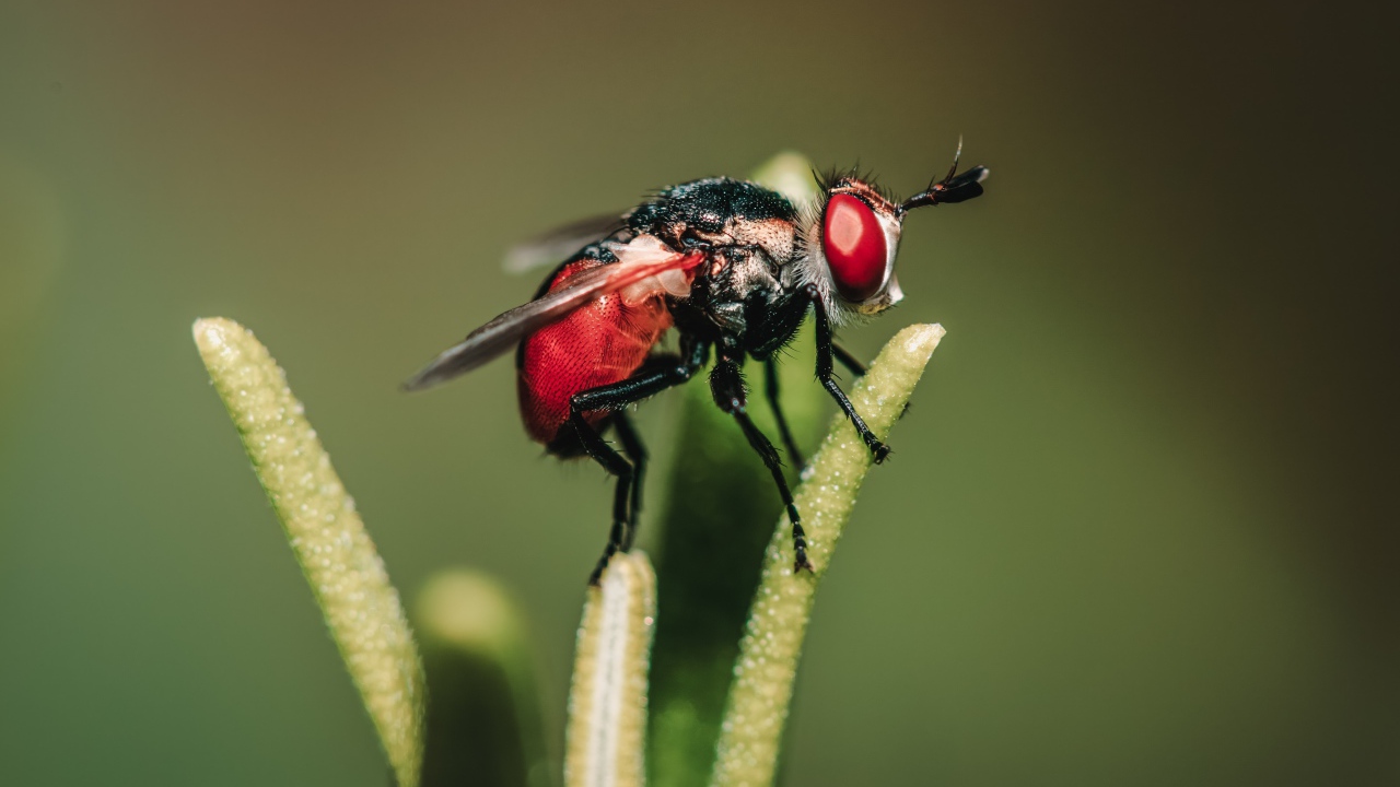 Муха сидит на зеленом растении 