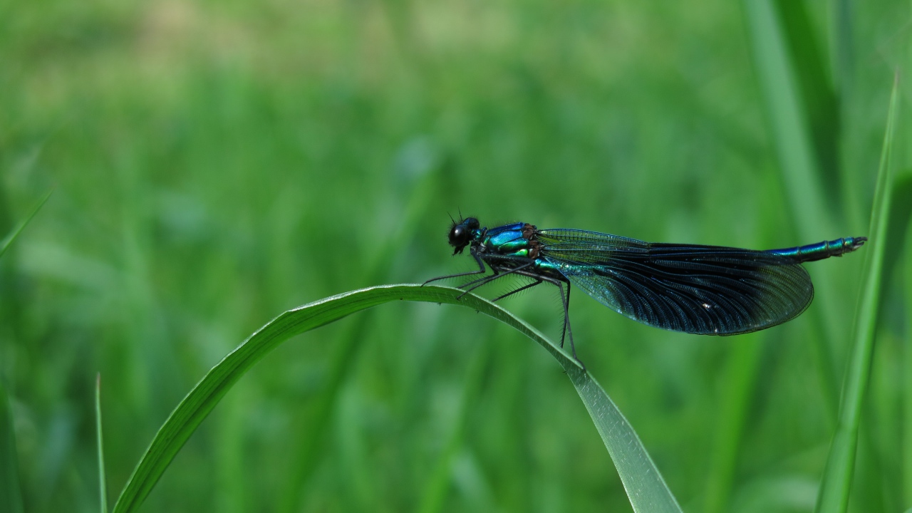 Большая черная стрекоза сидит на зеленой траве