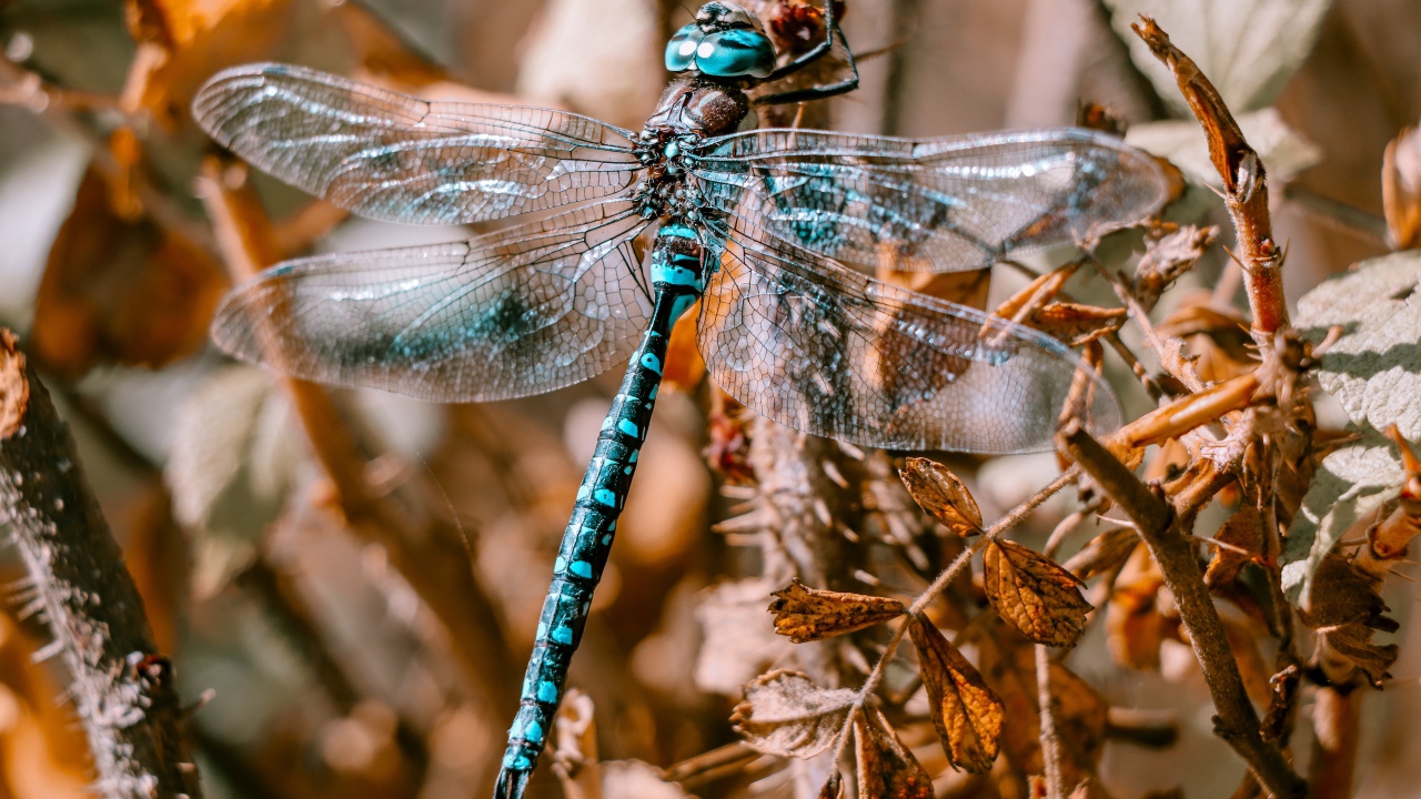 Большая голубая стрекоза сидит на ветке 