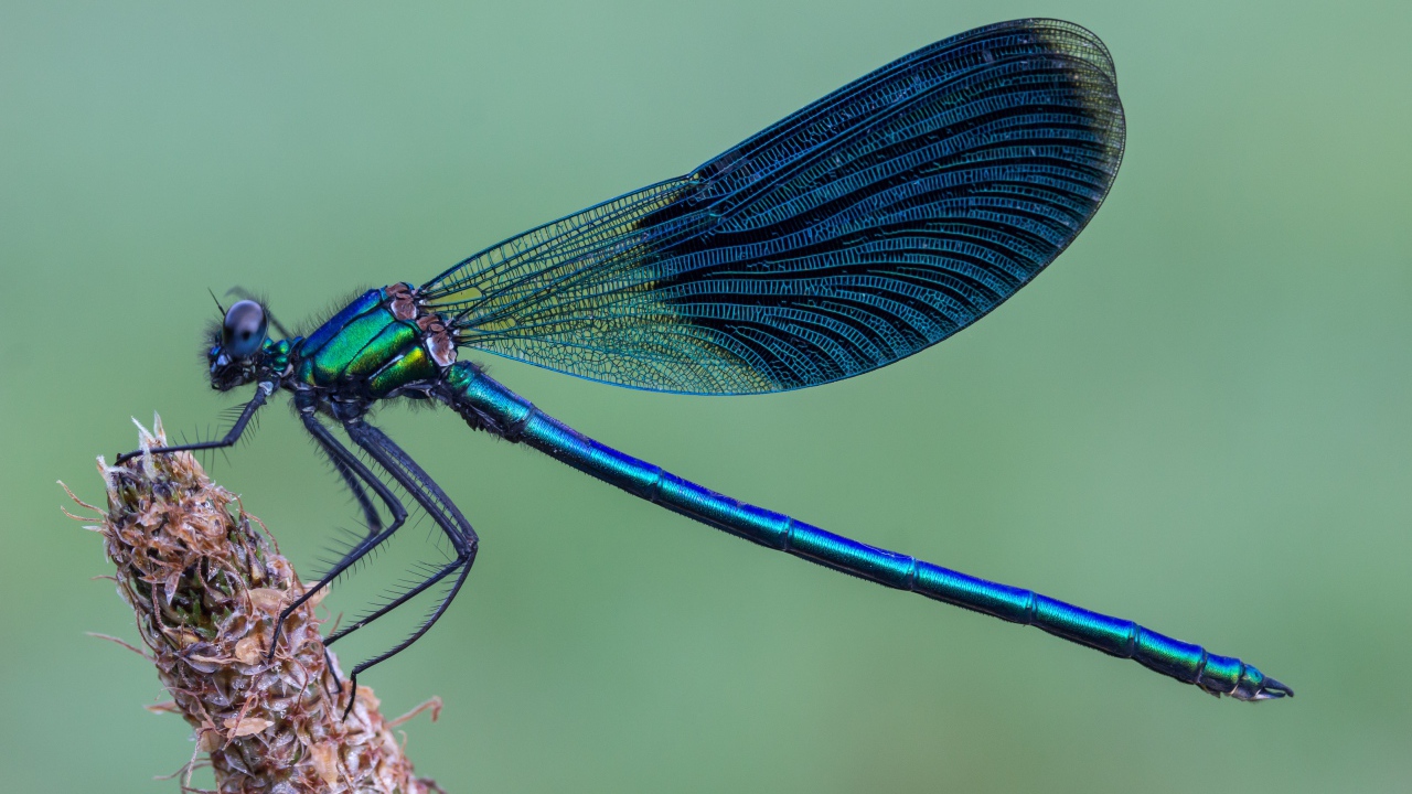 Большая синяя стрекоза сидит на колоске 