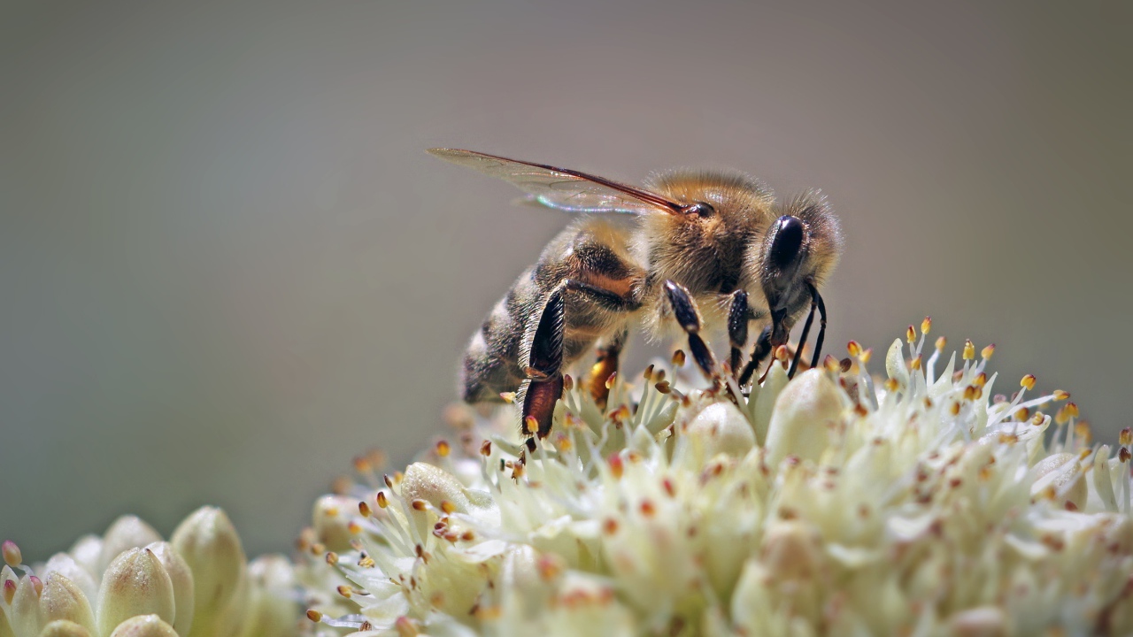 Пчела собирает нектар на цветке на сером фоне