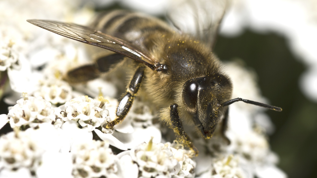 Большая пчела собирает нектар на белом цветке 