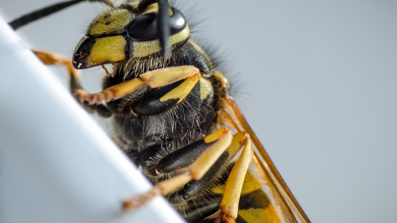 Большая пчела на сером фоне крупным планом