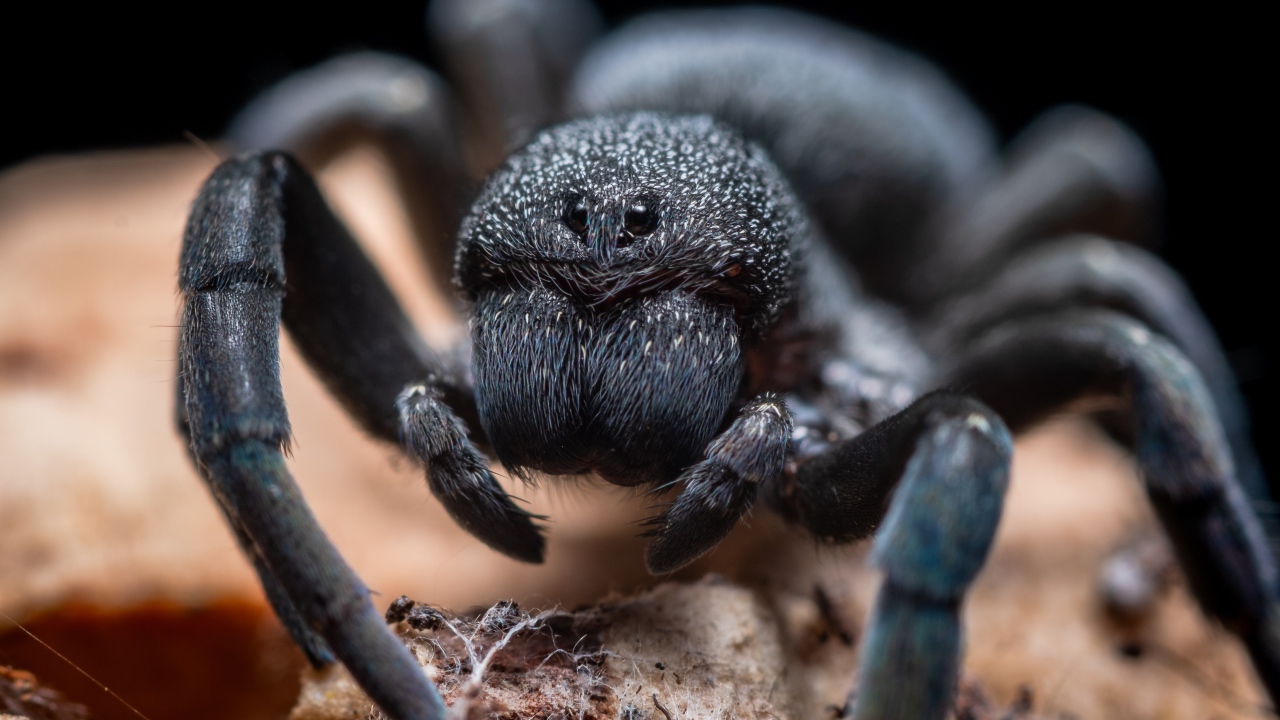 Большой черный опасный тарантул