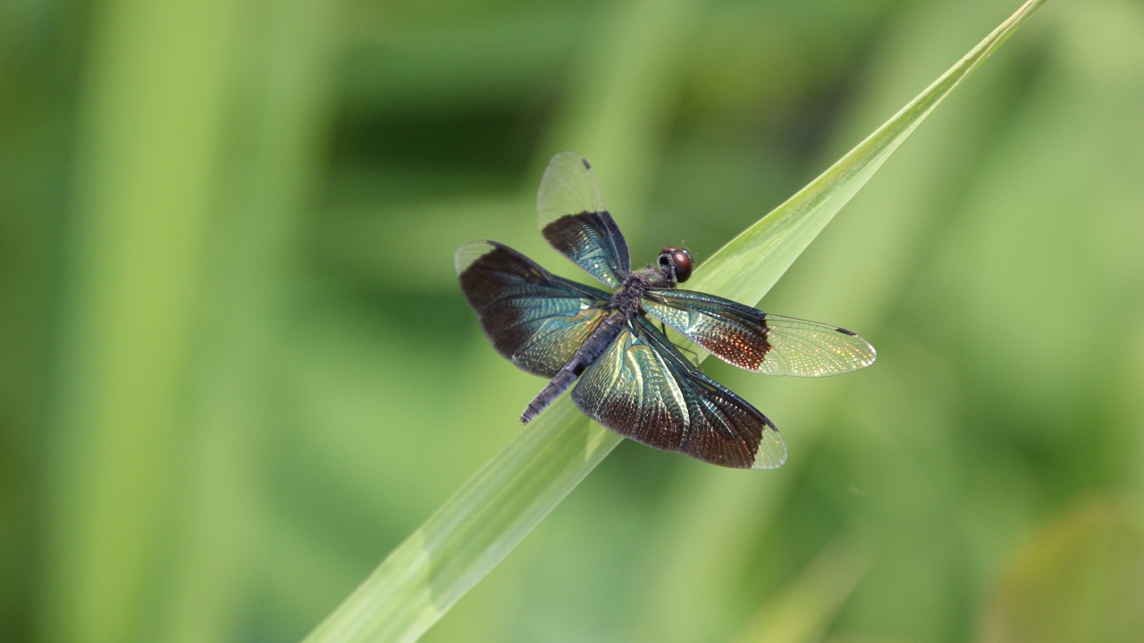Большая голубая стрекоза сидит на зеленой траве