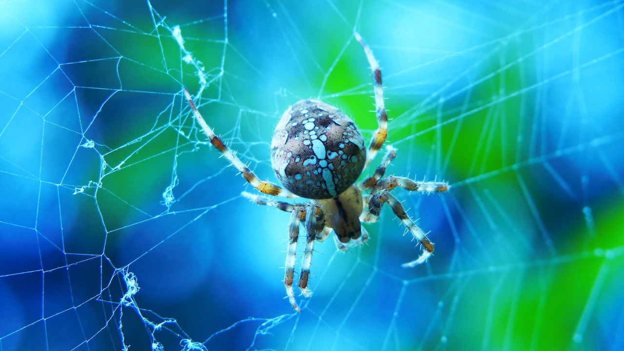 Большой паук на паутине крупным планом