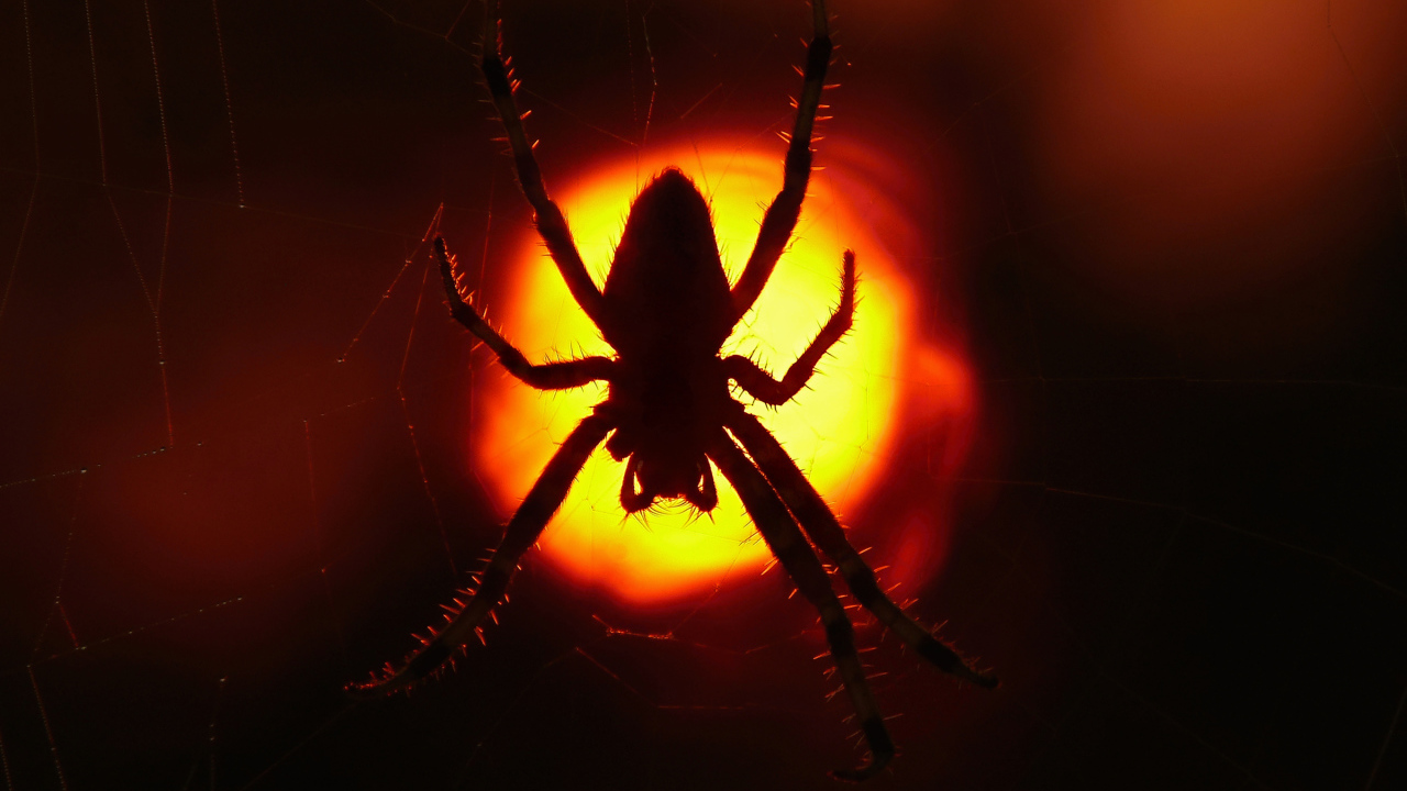Большой паук на паутине на закате солнца 
