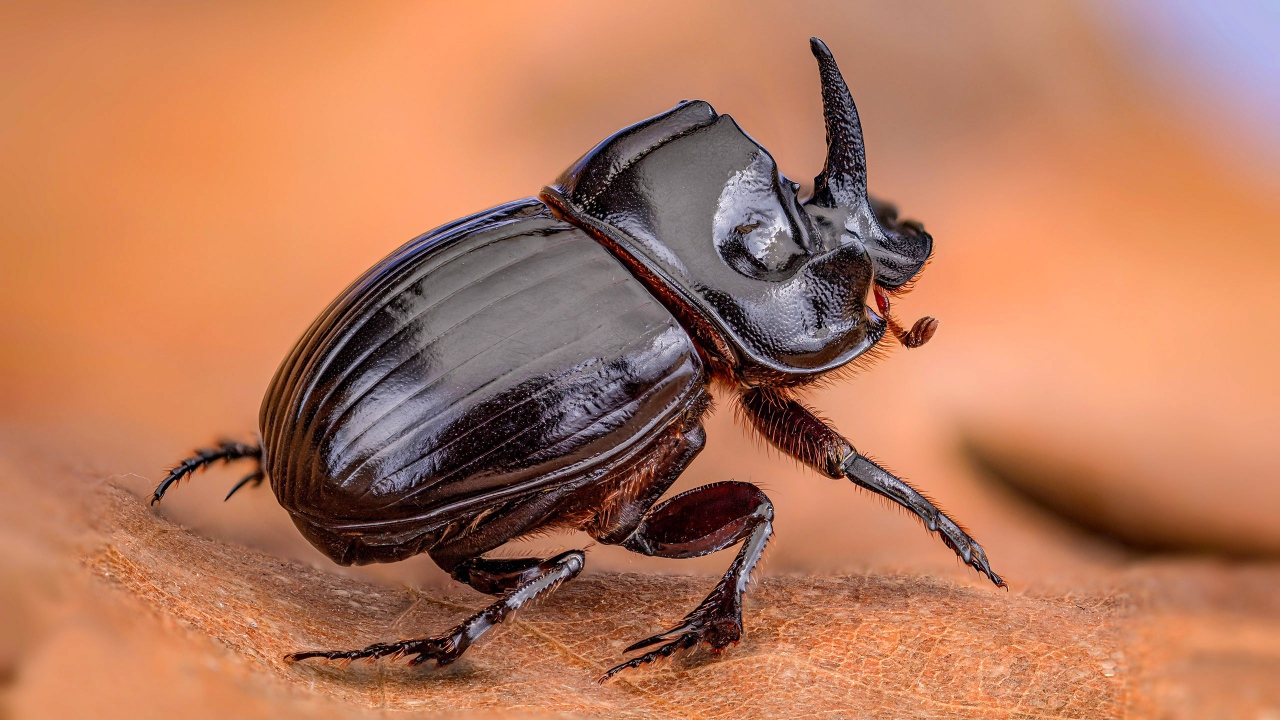 Черный жук дупляк сидит на листе